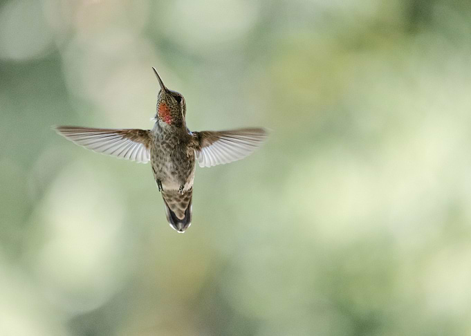 Hummingbird raising up