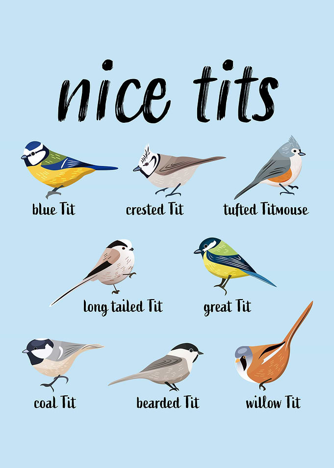 Nice Tits Funny Bird Pun