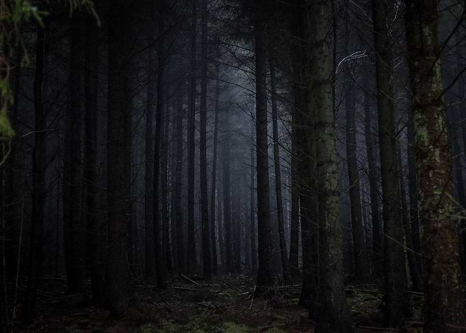 Dark Forest
