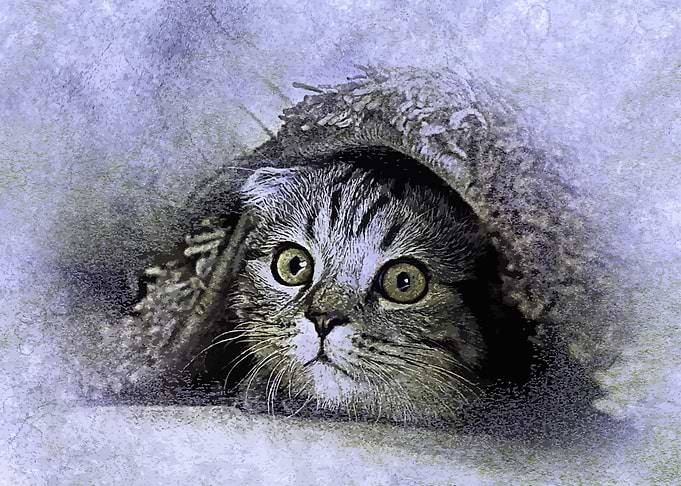 Cute animal