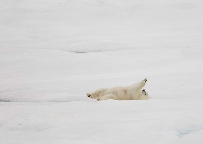 Rolling polar bear