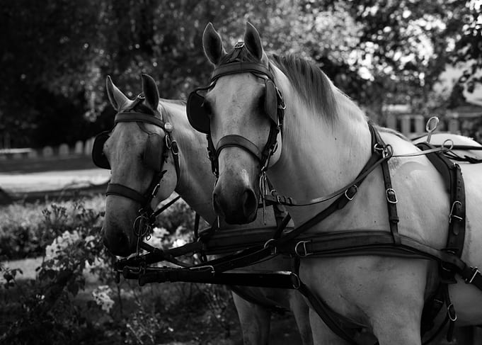 two white horses