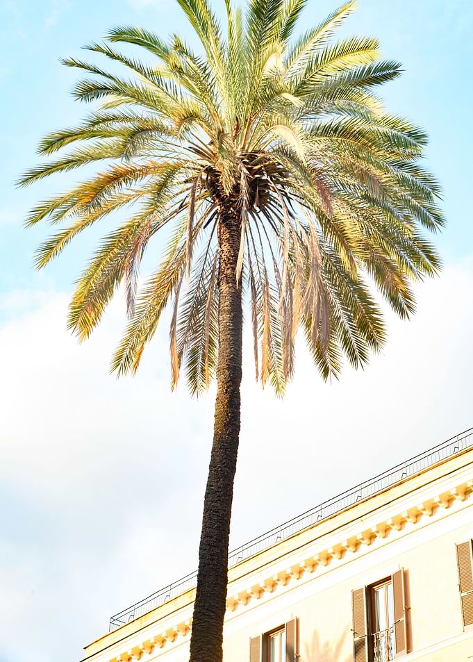 Bella Roma Palm in Rome 1