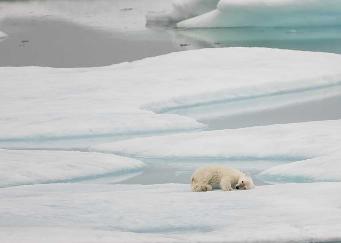 Curled polar bear cub