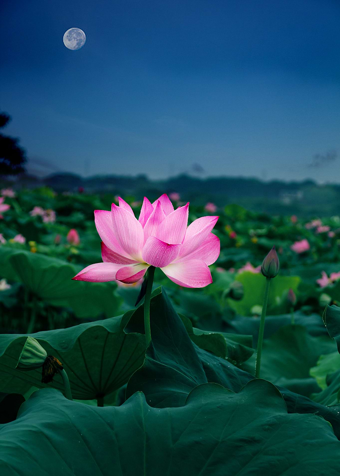 Lotus Flower by the Moon