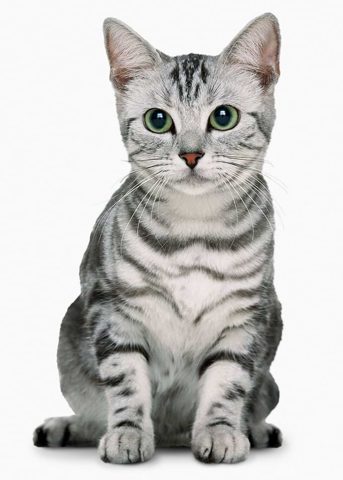 Cute Kitty Cat Animal