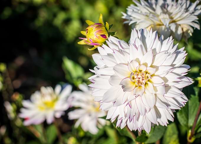 Dahlia