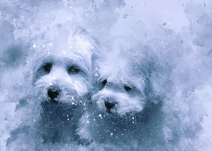 Cute animal