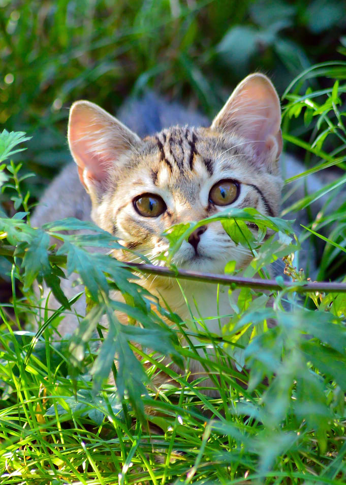 Cat by Nature