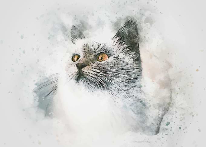Cute animal