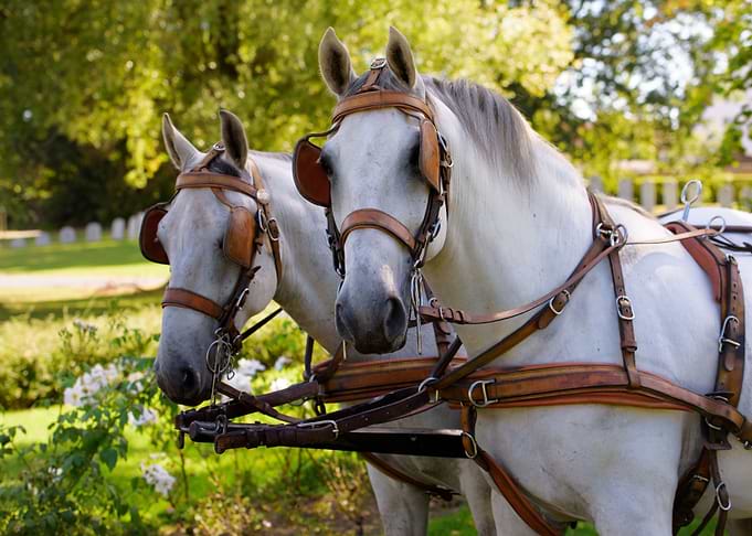 two white horses