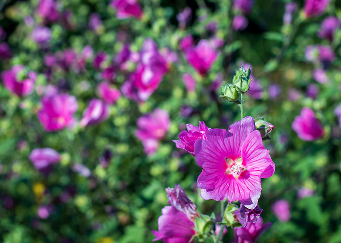 Flower time