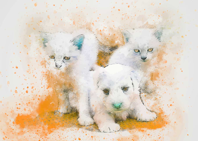 Cute animal