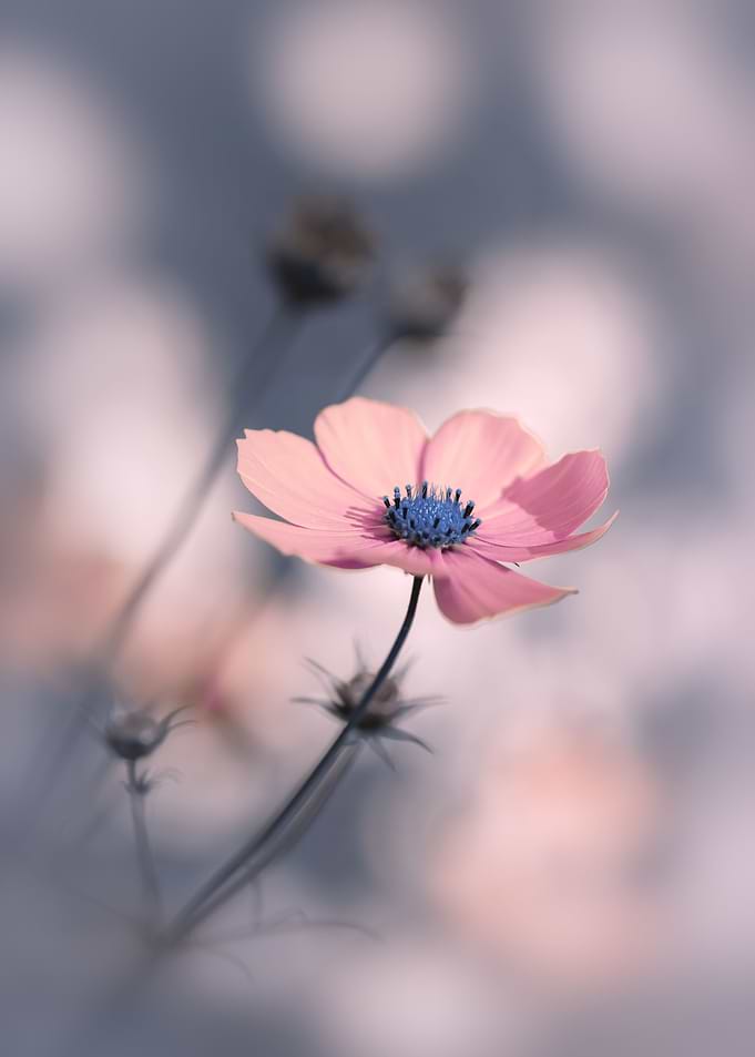 Pink flower, macro, garden