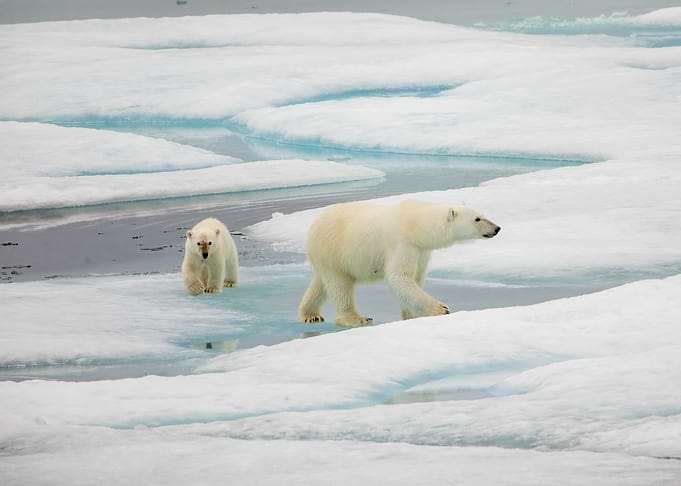 Polar bear with cub