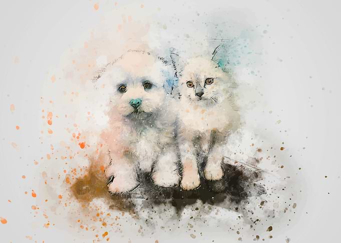 Cute animal