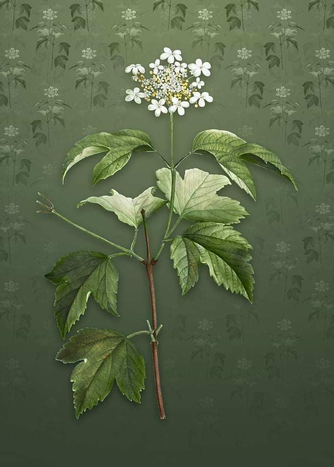 Vintage Guelder Rose