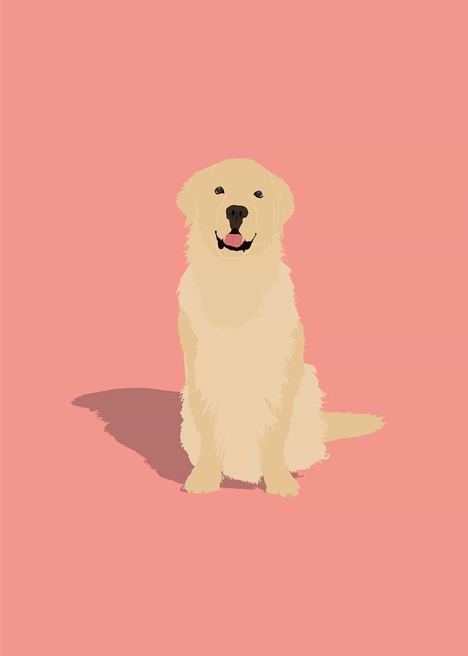Golden Retriever