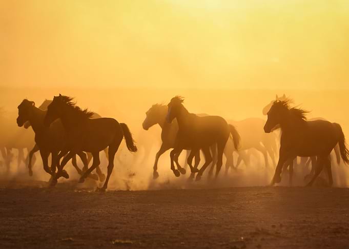 Wild horses