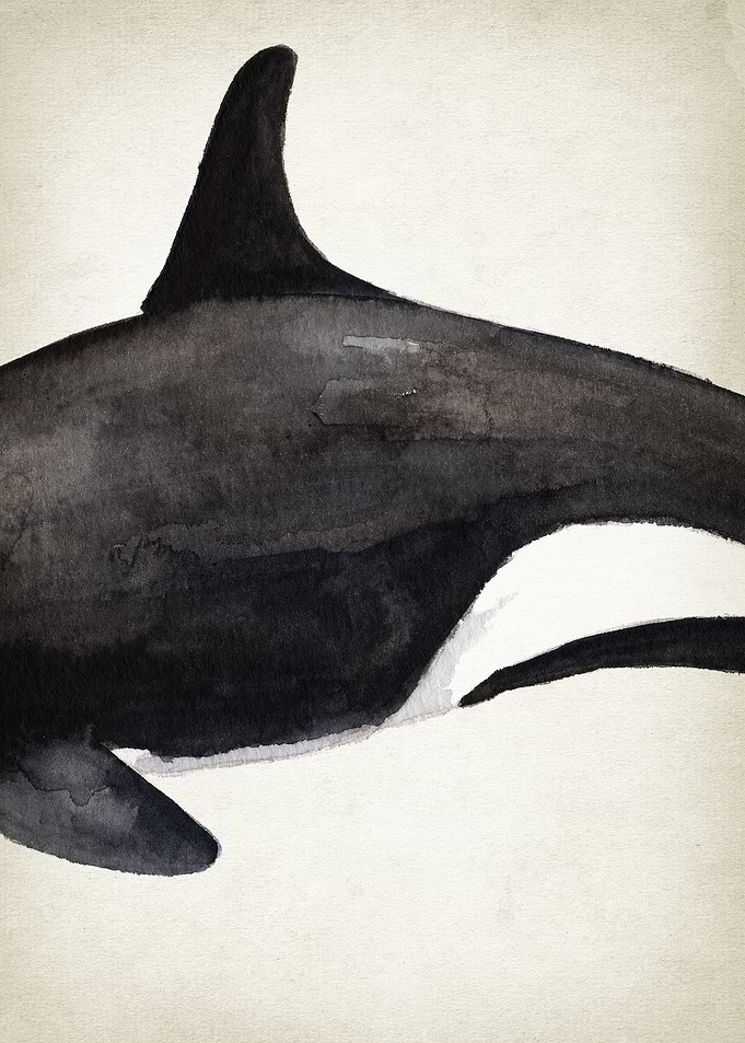 Orca Whale Art Part 2