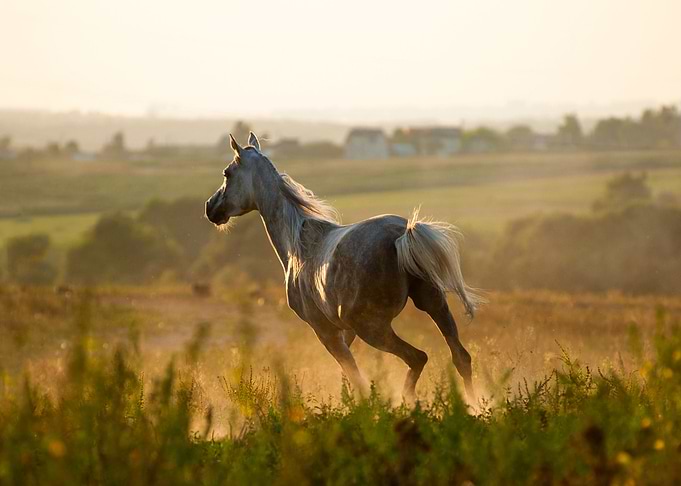 cute horse animal