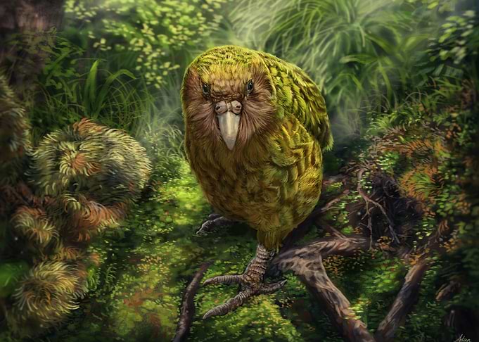 Kakapo