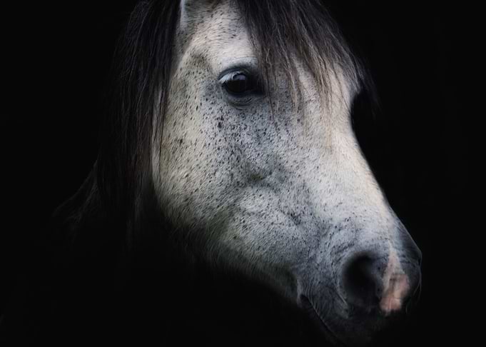 Cute Horse