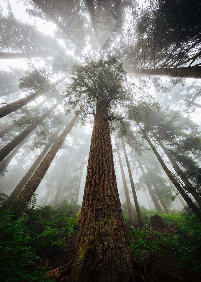 Dark Forest