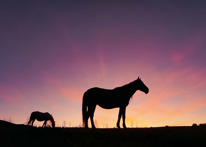 cute horse animal