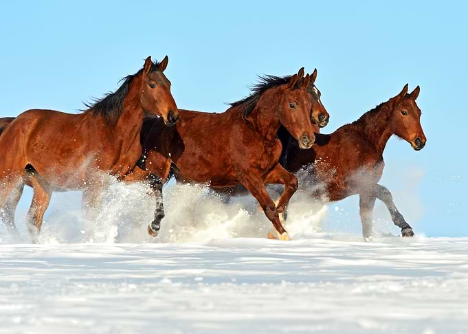 Animal Horses