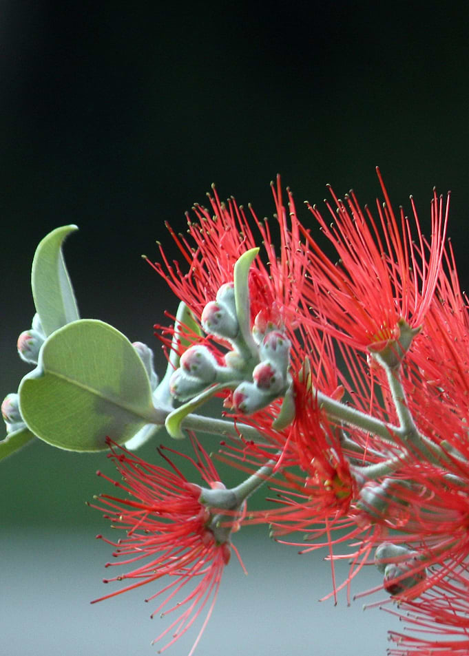 Red Flowers