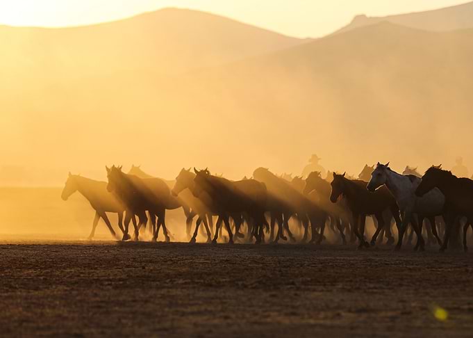Wild horses