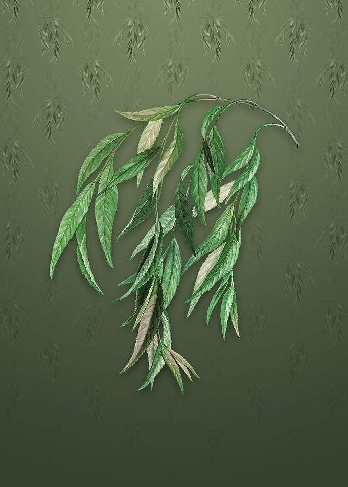 Vintage Babylon Willow