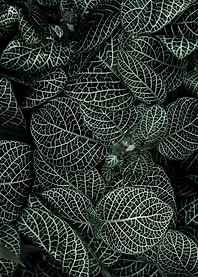 Green leafed Plant