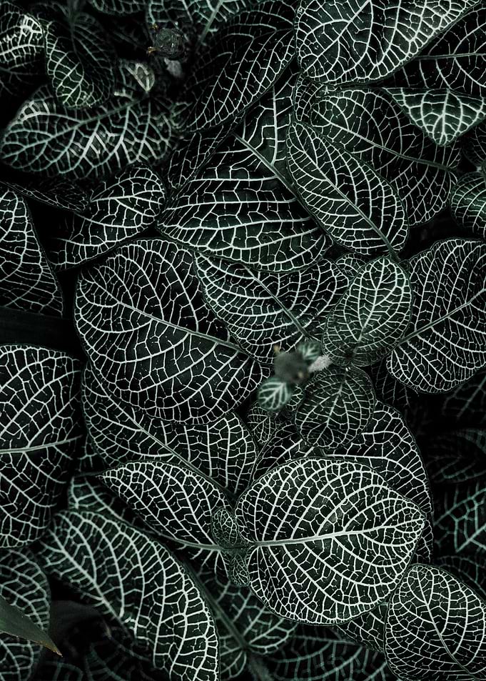 Green leafed Plant