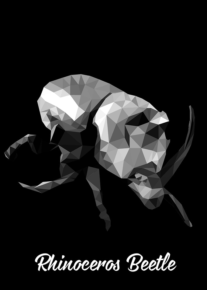 Rhinoceros beetle