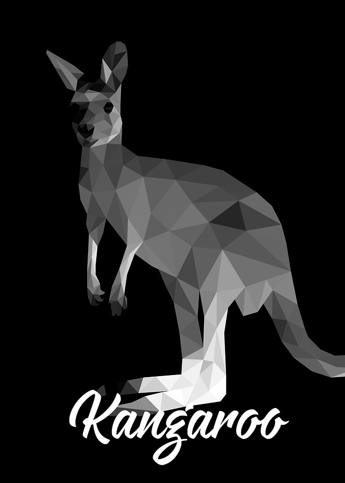 Kangaroo