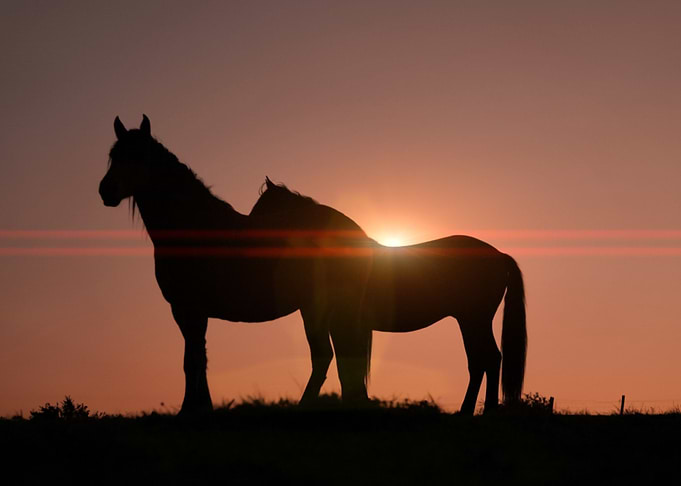 cute horse animal