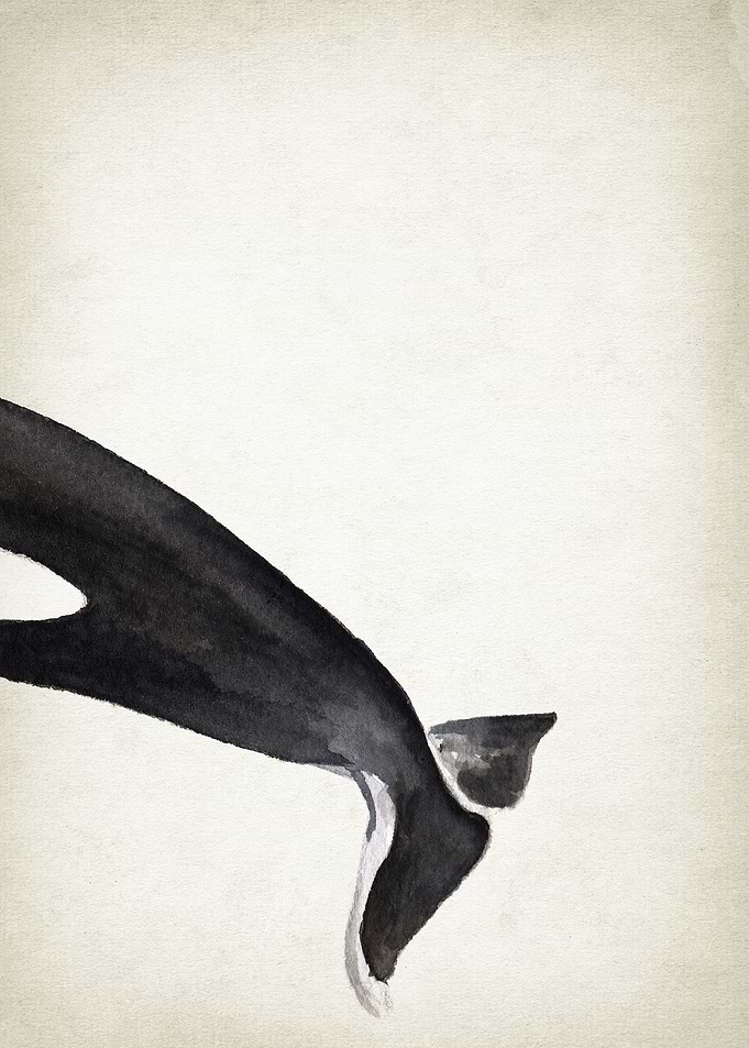Orca Whale Art Part 3