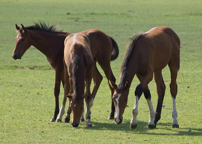 cute horse animal