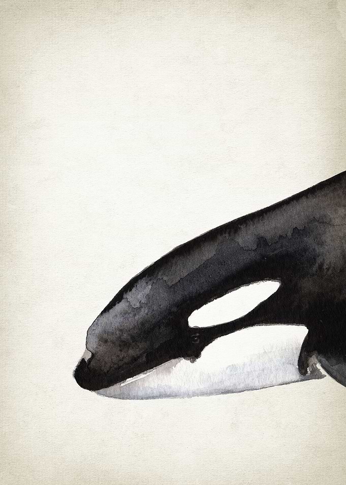 Orca Whale Art Part 1