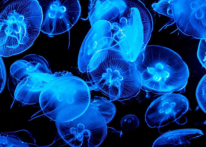 Jellyfish Animal