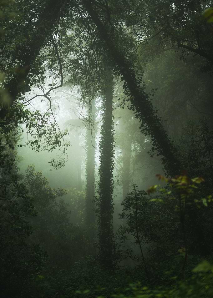 Dark Forest