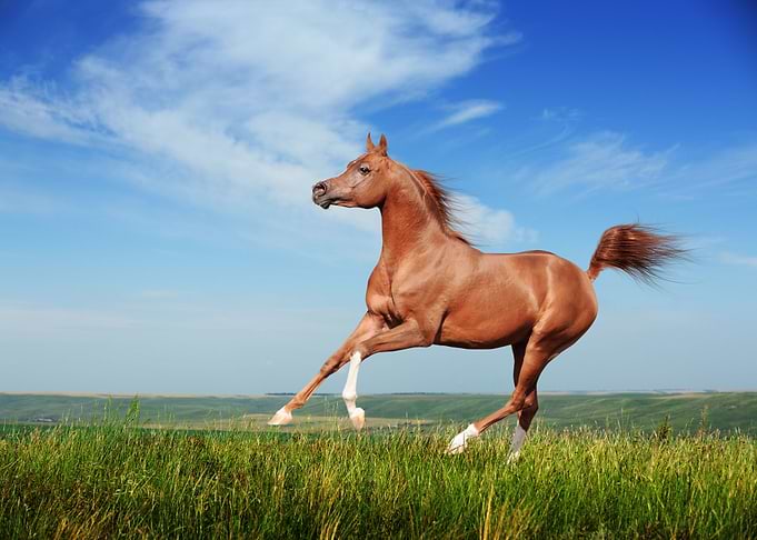 Wild horses