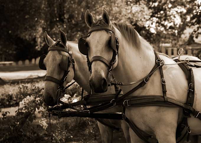two white horses