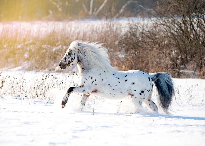 Wild horses