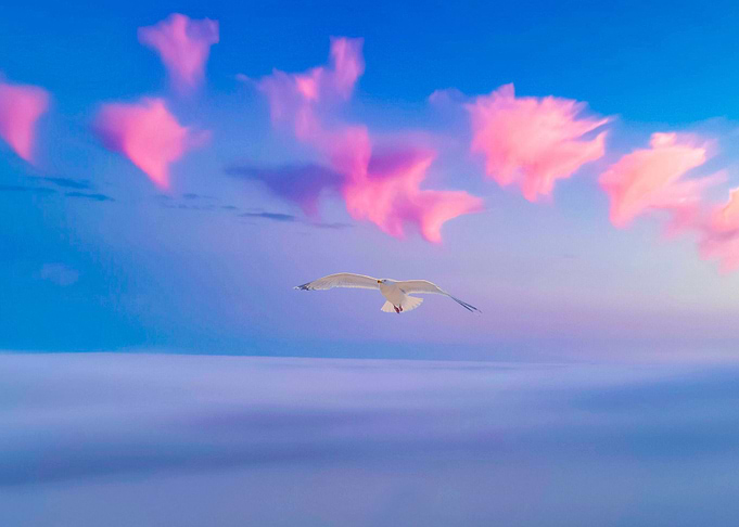 Seagull