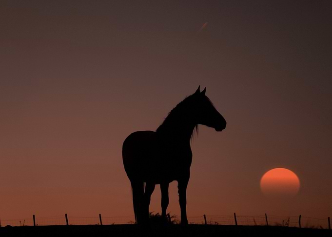 cute horse animal