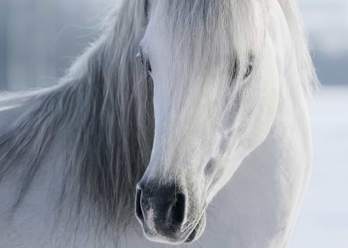 Wild horses