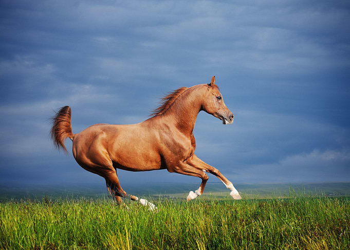Wild horses